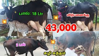 (27:12:2024) மலிவான விலையில் இரண்டு வளமான இளம் கன்று மாடுகள் விற்பனைக்கு