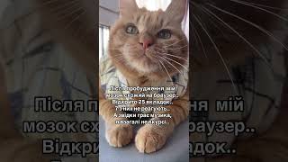 КІТ ЧІПС ТА КОМПʼЮТЕРНІ МЕТАФОРИ #cat #приколы #catlover #cute #funny #кот #котик #funnycats #смех