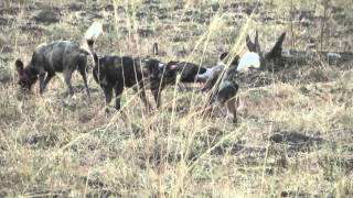 Wild Dogs Devouring Baby Antelope