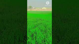 ਕਣਕਾਂ ਨੂੰ ਪਾਣੀ 🌱🌱💚💚...