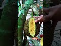 trái mít nhỏ nhưng ruột bên trong rất ngon fruit gardening shorts