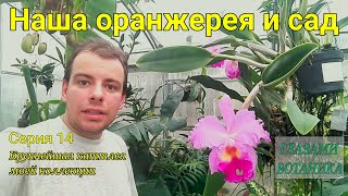 Наша оранжерея и сад — Серия 14 — Крупнейшая каттлея моей коллекции / Орхидеи