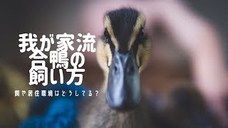 合鴨の飼い方（餌やり、飼育環境）について解説！