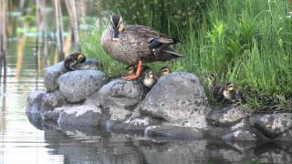 カルガモ親子の羽繕い