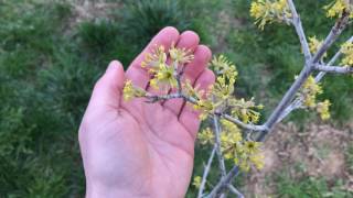 Cornelian Cherry (Cornus mas) Early Spring Insectary Plant - Ninja Gardening - Episode 93