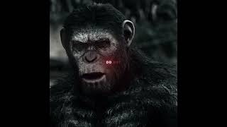 Caesar is home #planetoftheapes #caesar #edit