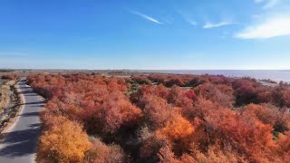 黄河のほとりでギョリュウが一斉に開花　内モンゴル自治区