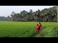 ഒന്ന് നടന്നാലോ🌾🌾🌾 ഈ നാട്ടു വഴിയിലൂടെ. 💚💚💚