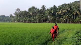 ഒന്ന് നടന്നാലോ🌾🌾🌾 ഈ നാട്ടു വഴിയിലൂടെ. 💚💚💚