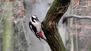 Strakapoud velký dendrocopus major