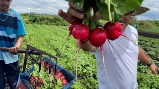 THE BEST RADISH IN BRAZIL - TIPS ON HOW TO PLANT QUALITY RADISH