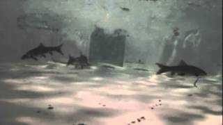 Fishway ascent