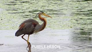 PURPLE HERON - How do they catch their prey?