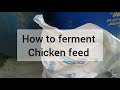 how to ferment feed for maximum nutrient utilization in poultry organic poultry