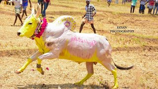 மதகுபட்டி வெள்ளையன் ❤️