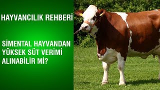 Hayvancılık Rehberi - Simental Hayvandan Yüksek Süt Verimi Alınabilir Mi?