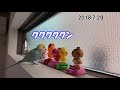 セキセイインコ　ぼくのきいろちゃん🐥　pinohana　ぴの8ヶ月～9ヶ月