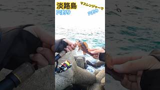 【淡路島】寒い中で穴釣り‼️ #釣り #淡路島 #底辺youtuber