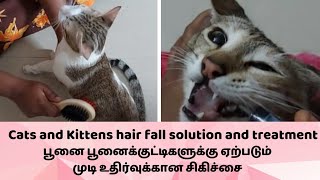 Cat \u0026 Kitten hair fall treatment\u0026 solution பூனை பூனைக்குட்டிக்கு ஏற்படும் முடி உதிர்வுக்கான சிகிச்சை