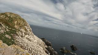 Saltee Island Gannets 2022