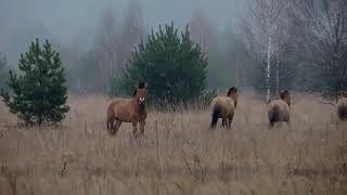 Przewalski's Horses in Chornobyl Zone