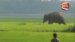 বান্দরবানে বন্যহাতির আক্রমণে কৃষক নিহত