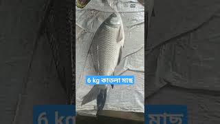 6 kg katla fish | 6 কেজি ওজন, কাতলা কাতলা মাছ | #fish #fishing #big