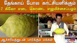 ஒரு எலுமிச்சைப்பழம் 2 கிலோ 150 கிராம் எடை.! ஆச்சரியத்துடன் பார்த்து செல்லும் பொதுமக்கள்.! |  polimer