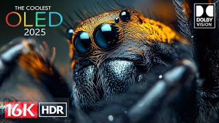 THE COOLEST OLED DEMO 2025 BEST DOLBY VISION 16K HDR VIDEO