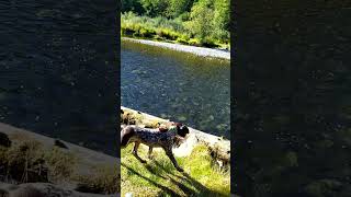 Young Ringo Enjoying the scenery🇨🇦🐾15wks #germanshorthairedpointer #puppy #nature #vancouverisland