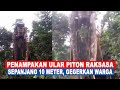 VIRAL‼️  PENAMPAKAN ULAR PITON RAKSASA Sepanjang 10 meter Gegerkan Warga