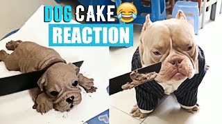 Dogs React To Cutting Dog Cake 😂Funny Dog Cake Reactions 2019 🐕#TryNotToLaugh