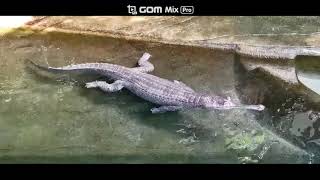 インドガビアル②🐊東山動植物園🐊プカプカ浮かぶインドガビアル🌟アリゲータ、クロコダイル、イリエワニ、アメリカワニ、オリノコワニ、オーストラリアワニ、ニューギニアワニ、Zoo、