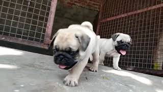 Cute Pug Puppies