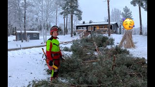 Ihan parhaita keikkoja nämä: nopeasti puu nurin ja äkkiä karkuun. Husqvarna 572 xp