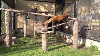 旭山動物園　散歩中のシセンレッサーパンダ / Lesser Panda in Asahiyama Zoo.