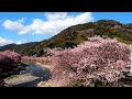 満開の河津桜【2024年2月13日】