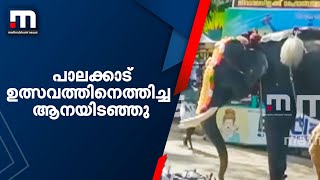 പാലക്കാട് ഉത്സവത്തിനെത്തിച്ച ആനയിടഞ്ഞു; ആറ് ബൈക്കുകൾ തകർത്തു