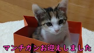 初めて子猫をお迎えしました。三毛柄マンチカン（長足）のゆきねちゃん