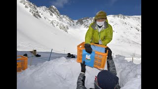 雪の中で熟成　千畳敷カールで日本茶「駒結」の貯蔵