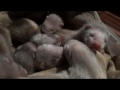 baby ferrets 24 days old