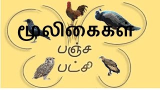 பஞ்ச பட்சி மூலிகைகள்|பஞ்ச பட்சி மூலிகை வித்தை|panjapatchi|panjapatchi sastram|aanmeega valipadu|om|