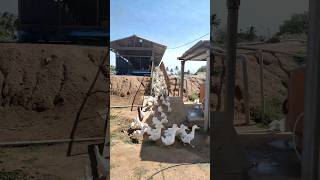 வாத்து பண்ணை #duckfarming #agriculture #naveenauzhavan #வாத்து