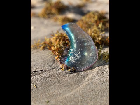 Can you touch a Man O War?