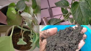 Spring मे Money plant में करे ये काम और पायें अच्छी ग्रोथ || Gupta's Home Gardening ||