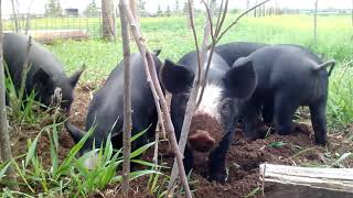 Piglets Rooting in the Dirt