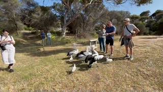 Feeding Pelicans on Kangaroo Island