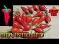 Biquinho Red From Refining Fire Chiles!