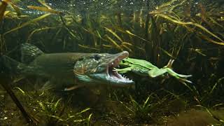 Pike Eats Frog Underwater – Rare Predator Strike Caught on Camera! 🐟🐸⚡