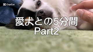 愛犬🐕との5分間　Part2 【チワワ】【dog】【愛犬】